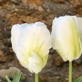 White Rebel Tulip (Tulipa White Rebel) Img 3